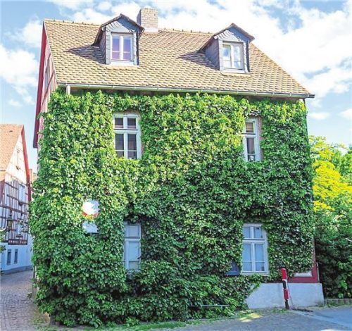Im Sommer schützt eine begrünte Fassade vor der Hitze, im Winter lässt sie weniger Kälte nach drinnen. Foto agafapaperiapunta/123rf/SG Weber