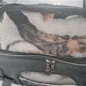 Jungkatzen in Sporttasche im Keferwald ausgesetzt