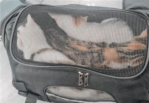 In dieser Tasche haben Passanten am vergangenen Sonntag drei Katzenbabys gefunden. Foto Tierheim Rosenheim