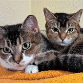 Harriet und Helena brauchen viel Liebe