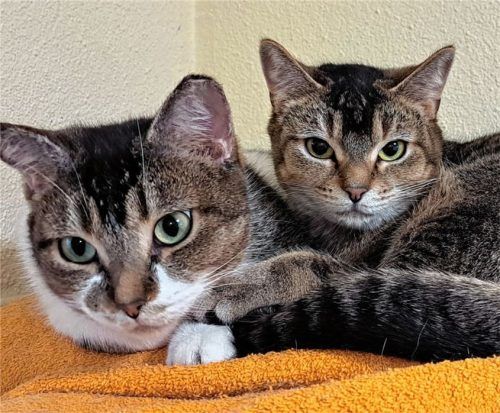 Kater Harriet und Katze Helena sind noch sehr vorsichtig, wem sie vertrauen. Foto RE