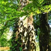„Leopardenbaum“ im Kurpark entdeckt