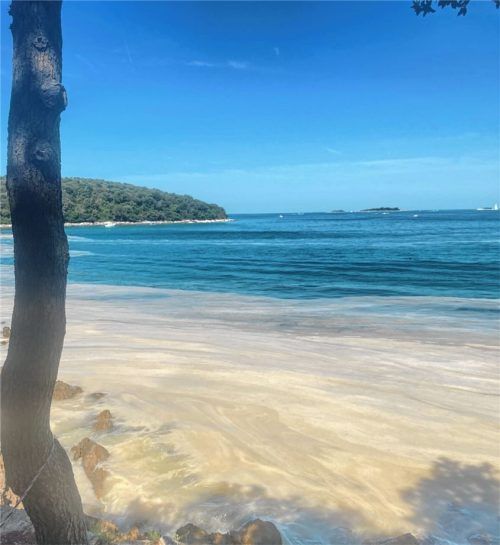 Mittags in der Bucht von Funtana bei Porec in Istrien: Der Wind treibt die Meeresalgen an das Ufer, dahinter ist das Meer wie immer – glasklar. Foto Grun