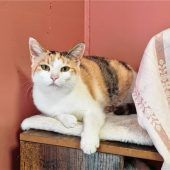 Energiebündel Nalawünscht sich kuscheliges Zuhause