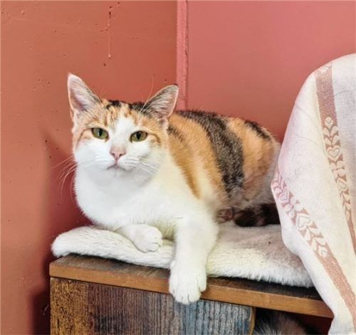 Nala sucht neue Kuschelpartner. RE