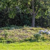 Wühlmäuse zerstören Bepflanzung am Kreisel