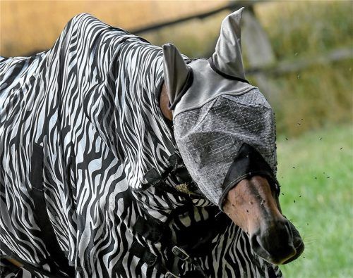 Ohne Schutz durch Fliegenmasken und -decken wie hier im letzten Jahr ist ein Koppelgang für die Pferde im Sommer 2024 meist nicht möglich. Foto Grun