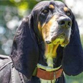 Rex der Schnüffler muss draußen alles „lesen“