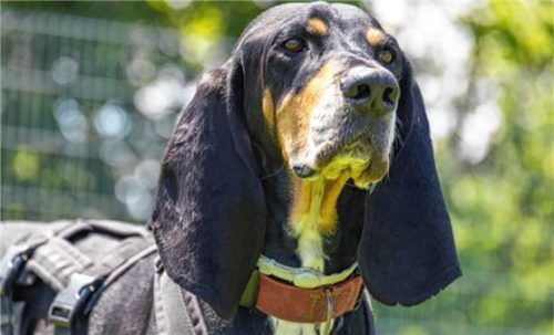 Rex hat seine Nase draußen meistens am Boden .Foto  Re