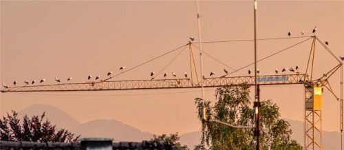 Rund 30 und manchmal auch mehr Störche haben sich aktuell diesen Kranausleger als Rastplatz in der Abendsonne im Westen von Bad Aibling ausgesucht. Foto Partelly