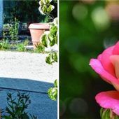 Ein Rosen-Heim in Rosenheim