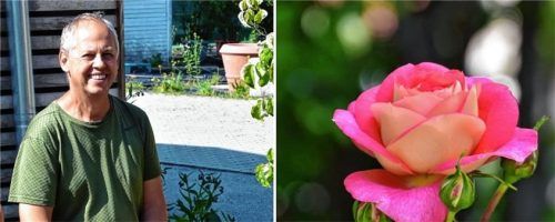 Sie wird die „Königin der Blumen“ genannt und ziert das Rosenheimer Stadtwappen. Rosen sind nicht nur schön anzusehen, sondern benötigen auch eine besondere Pflege. Fotos Schlecker