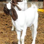 Happy End für „Petra“ und „Poppi“