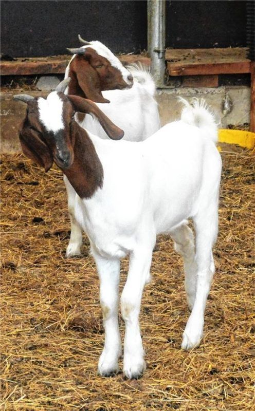 Sind wieder wohlbehalten zurück: Die beiden Burenziegen „Petra“ und „Poppi“ aus Aising. Foto Knarr
