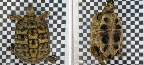 Wem gehört diese Griechische Landschildkröte? Am Sonntag, 25. August, wurde sie in Prien gefunden. Foto Tierschutzverein Rosenheim