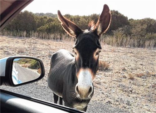 Wilde Esel betteln bei Autofahrern frech um Brotzeit.