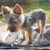 Immer noch traumatisiert