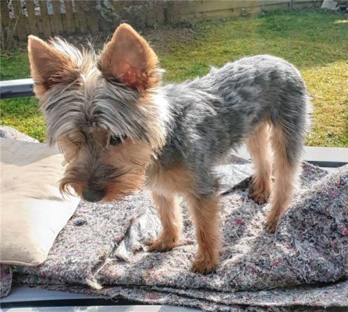 Winzig, putzig, schutzbedürftig: Ricky fiel zwei Kampfhunden zum Opfer Foto privat