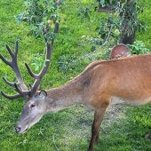 Hirsch stirbt bei Unfall