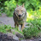 Klage gegen Wolfs-Abschuss