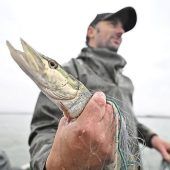 Offenbar Massen-Sterben der Stichlinge im Bodensee