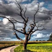 Toter Baum – Beliebtes Fotomotiv in den Panger Feldern