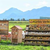 Wenn Halloween vor der Tür steht