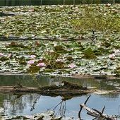 Ein Hauch von Claude Monet