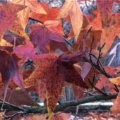 Farbspiele für den Herbst