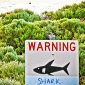 Schrecklicher Tod nach Hai-Angriff