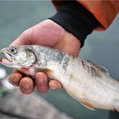 „Wirklich allerhand“: Dreister Fischdieb in Griesstätt unterwegs