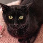 „Schwarzer Prinz“sucht Schmusepartner