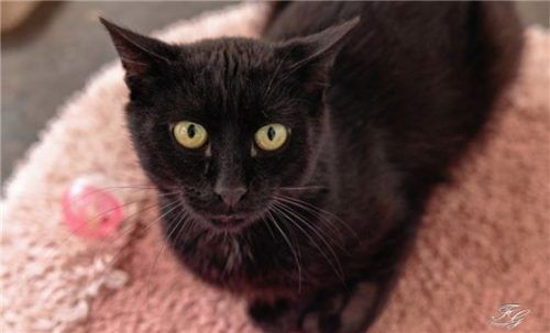 Blacky ist sehr dankbar für Streicheleinheiten. Foto Re