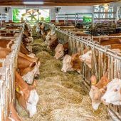 Weg von der Anbindehaltung