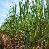 Die ersten Biobauern satteln um