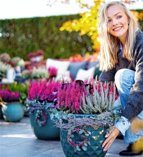 Die farbenfrohen Heidepflanzen sind ein beliebtes Dekorationselement für Herbst und Winter. Foto DJD/Gardengirls