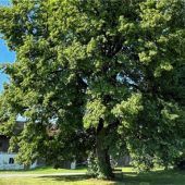 „So nicht“ – Marktausschuss stoppt Umbau von Bauernhaus in Högling