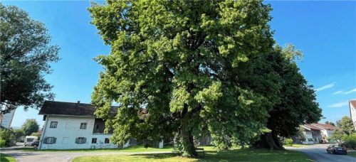 Durch die zu groß angesetzten Sanierungs-, Aus- und Umbaumaßnahmen für ein denkmalgeschütztes Bauernhaus (Bildrand links) fällt das ortsbildprägende Erscheinungsbild zur altehrwürdigen 1000-jährigen „Gerichts-Linde“ komplett weg, dementsprechend lehnte der Marktausschuss auch den Bauantrag im Ortsteil Högling ab. Fotos Neuwirth