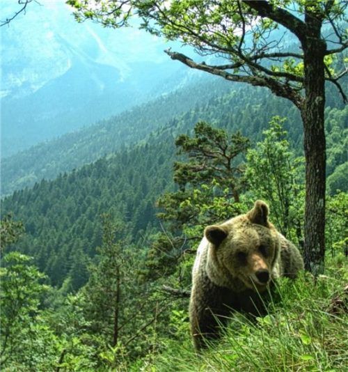 Ein Bär läuft durch ein hügeliges Gebiet im Trentino.Foto dpa