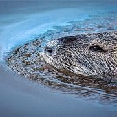 Der Biberbeauftragte ist vom Tisch