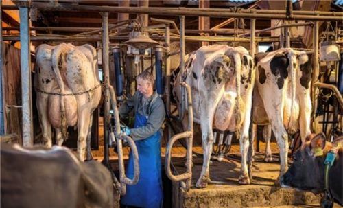 Ein Landwirt melkt seine Kühe. Zur Arbeit im Stall kamen nun auch Ideen aus ungewohnter Richtung – die katholische Kirche denkt über eine neue Agrarpolitik nach. Foto dpa