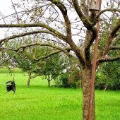 Makaberer Fund im Apfelbaum