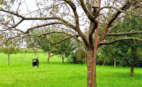 Eine tote Krähe wurde an einem Bein in einem Obstbaum aufgehängt. Foto Privat