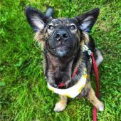 Körbchengeber gesucht