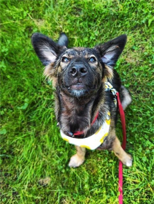 Für ein Leckerli tut Keiko alles. Foto  re