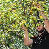 Obst in Hülle und Fülle