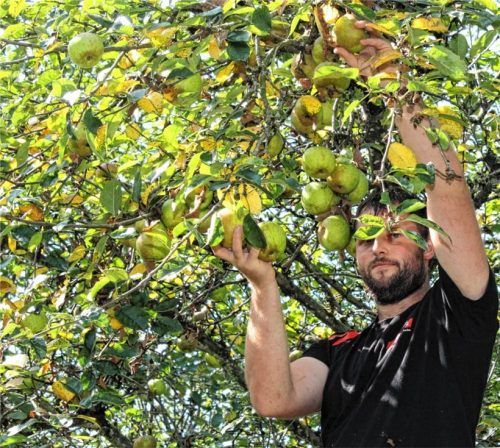 Gut und delikat ist die „Goldrenette Von Blenheim“, die Michael Litzlfelder junior derzeit von den Obstbäumen holt.