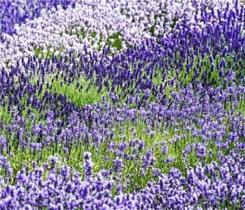 In Gruppen und unterschiedlichen Farben gepflanzt ist der Lavendel ein echter Blickfang im Garten. Foto Helix
