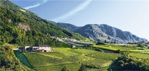 In Südtirol finden Weinreben sehr gute Bedingungen, um zu charaktervollen Weinen reifen zu können. Foto djd/IDM Südtirol/Weingut Pfitscher/Tiberio Sorvillo