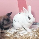 Zwei Kaninchen wünschen sich gemeinsames Heim